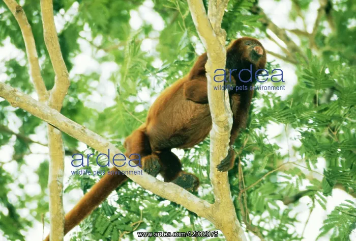  : Howler Monkey
