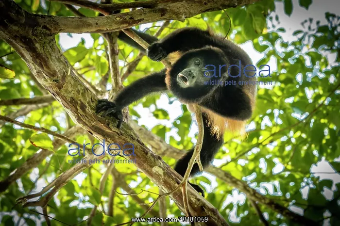 : Howler Monkey (Alouatta) defends its territory : Howler Monkey (Alouatta) defends its territory