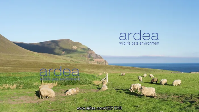 : Hoy island, Shetland Sheep grazing at the : Hoy island, Shetland Sheep grazing at the