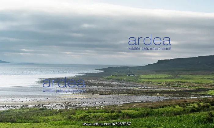 : Hoy island, view over Scapa Flow near Moaness : Hoy island, view over Scapa Flow near Moaness
