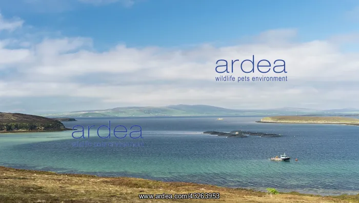 : Hoy island, view over Scapa Flow with salmon : Hoy island, view over Scapa Flow with salmon