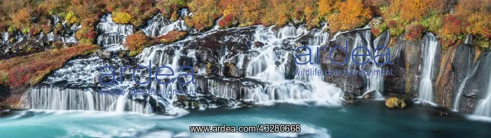 : Hraunfossar waterfall in autumn, Vesturland, West : Hraunfossar waterfall in autumn, Vesturland, West