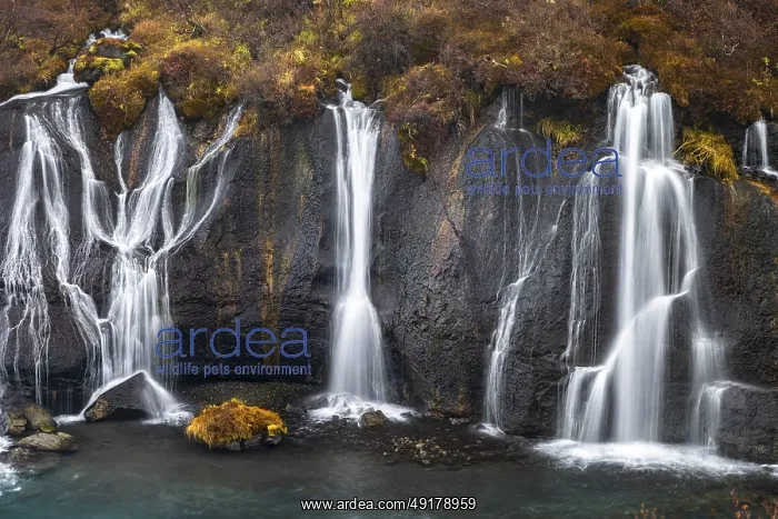 : Hraunfossar, waterfalls in autumn : Hraunfossar, waterfalls in autumn