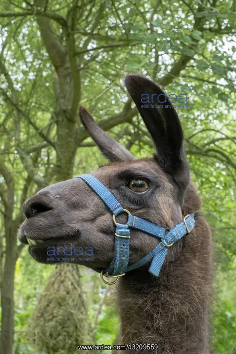  : Huacaya Alpaca