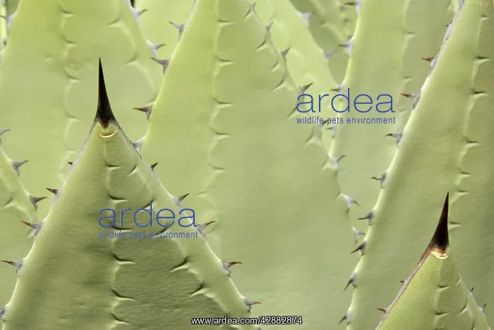 : Huachuca Agave : Huachuca Agave