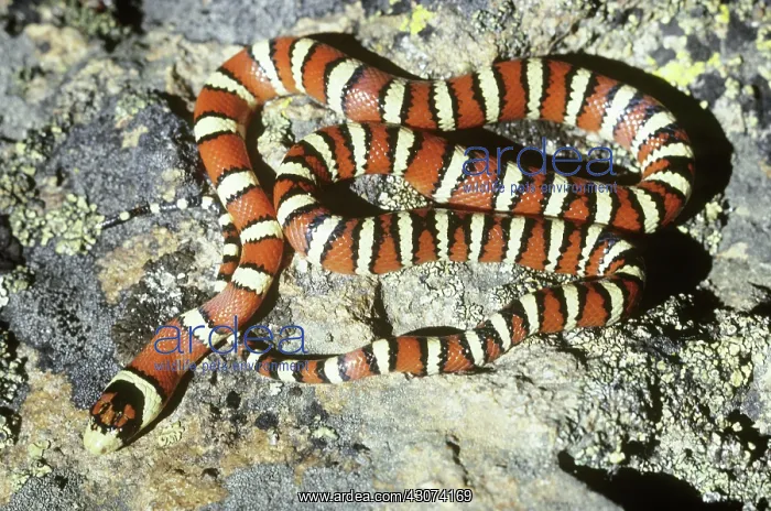 : Huachuca Mountain Kingsnake : Huachuca Mountain Kingsnake