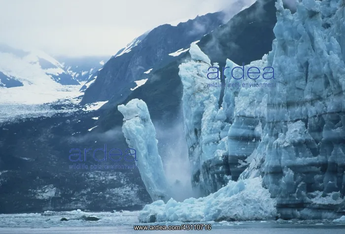 : Hubbard Glacier, Calving : Hubbard Glacier, Calving
