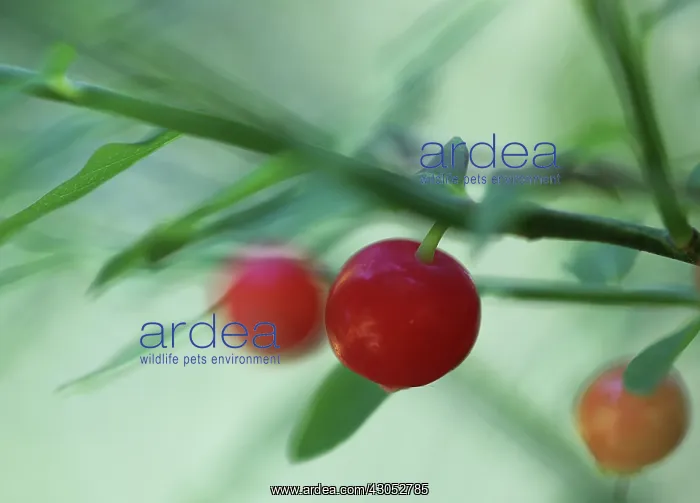 : Huckleberry : Huckleberry