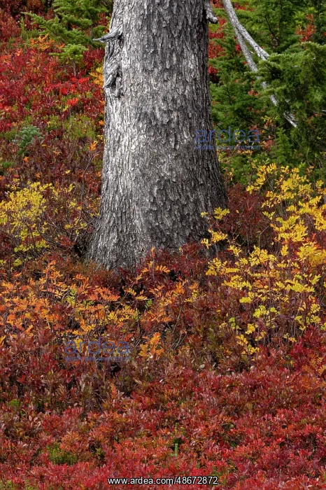 : Huckleberry bushes and mountain ash in autumn hues in Mount : Huckleberry bushes and mountain ash in autumn hues in Mount