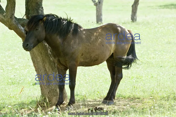 : Hucul Pony - Standing in shade of tree : Hucul Pony - Standing in shade of tree