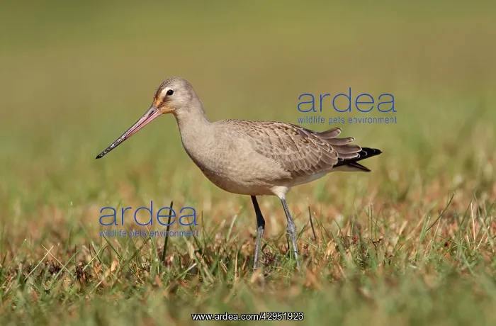 : Hudsonian Godwit - first winter Non-breeding plumage : Hudsonian Godwit - first winter Non-breeding plumage