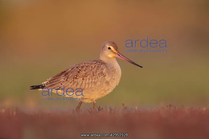 : Hudsonian Godwit - first winter Non-breeding plumage : Hudsonian Godwit - first winter Non-breeding plumage