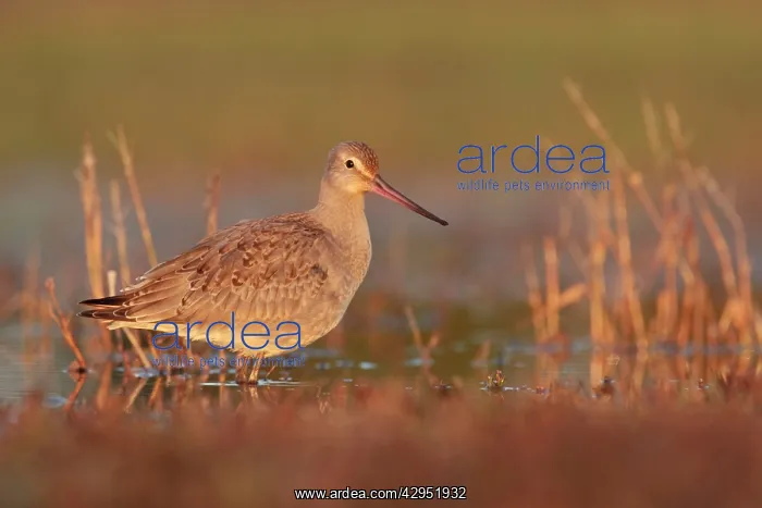 : Hudsonian Godwit - first winter Non-breeding plumage : Hudsonian Godwit - first winter Non-breeding plumage