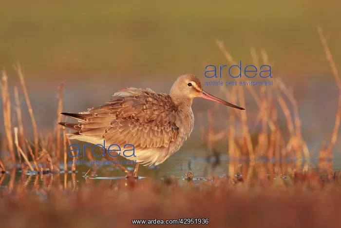 : Hudsonian Godwit - first winter Non-breeding plumage : Hudsonian Godwit - first winter Non-breeding plumage