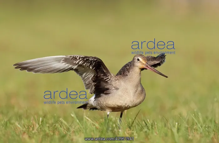 : Hudsonian Godwit - first winter Non-breeding plumage : Hudsonian Godwit - first winter Non-breeding plumage