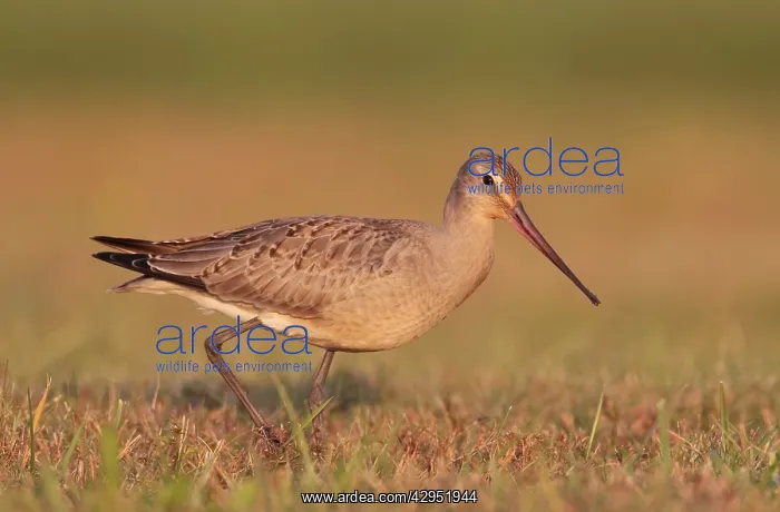 : Hudsonian Godwit - first winter Non-breeding plumage : Hudsonian Godwit - first winter Non-breeding plumage