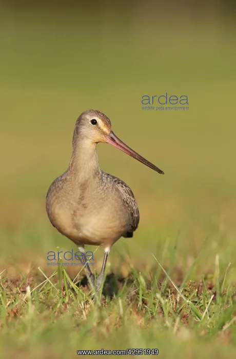 : Hudsonian Godwit - first winter Non-breeding plumage : Hudsonian Godwit - first winter Non-breeding plumage