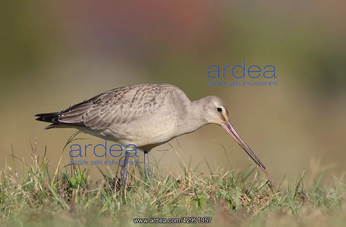: Hudsonian Godwit - first winter Non-breeding plumage : Hudsonian Godwit - first winter Non-breeding plumage