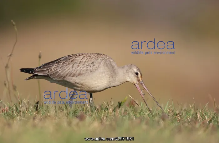 : Hudsonian Godwit - first winter Non-breeding plumage : Hudsonian Godwit - first winter Non-breeding plumage