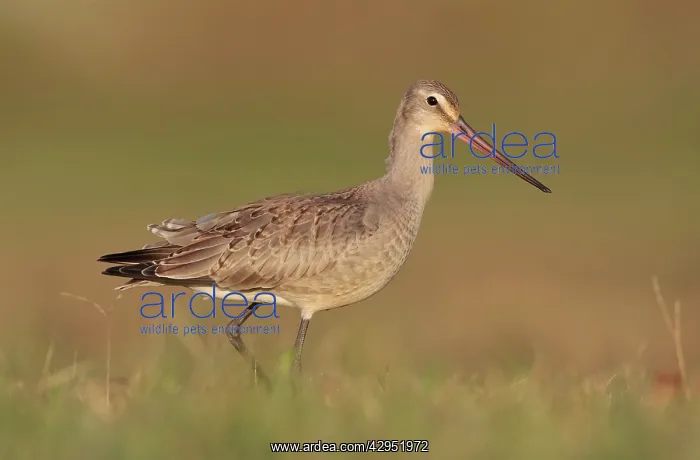: Hudsonian Godwit - first winter Non-breeding plumage : Hudsonian Godwit - first winter Non-breeding plumage