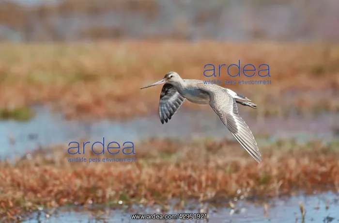 : Hudsonian Godwit - in flight : Hudsonian Godwit - in flight