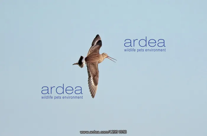 : Hudsonian Godwit - in flight -first winter Non-breeding : Hudsonian Godwit - in flight -first winter Non-breeding