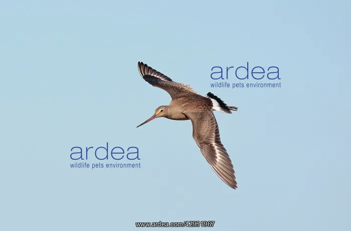 : Hudsonian Godwit - in flight -first winter Non-breeding : Hudsonian Godwit - in flight -first winter Non-breeding