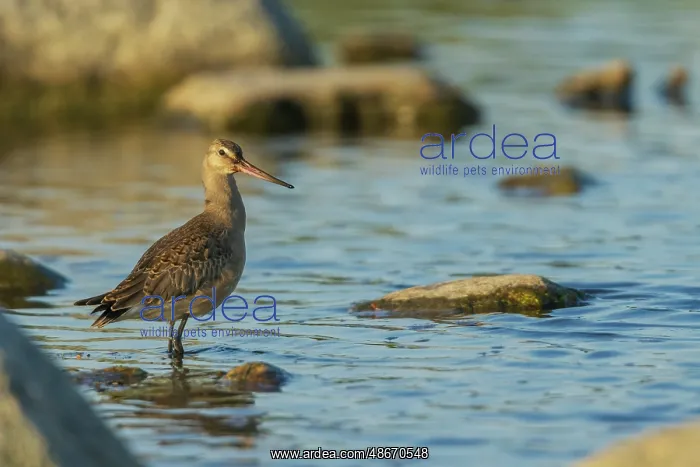  : Hudsonian godwit pauses a small creeks edge in the arctic