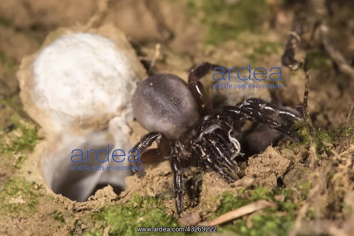 : Huge adult female of Moggridges trapdoor spider : Huge adult female of Moggridges trapdoor spider