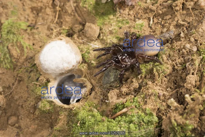 : Huge adult female of Moggridges trapdoor spider : Huge adult female of Moggridges trapdoor spider