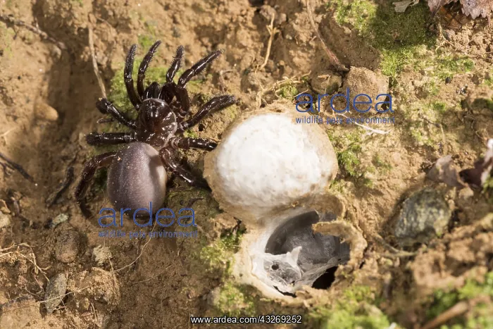 : Huge adult female of Moggridges trapdoor spider : Huge adult female of Moggridges trapdoor spider