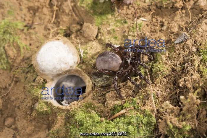 : Huge adult female of Moggridges trapdoor spider : Huge adult female of Moggridges trapdoor spider
