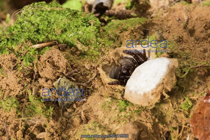 : Huge adult female of Moggridges trapdoor spider (Cteniza moggridgei) in defensive posture defending burrow, Liguria, Italy : Huge adult female of Moggridges trapdoor spider (Cteniza moggridgei) in defensive posture defending burrow, Liguria, Italy