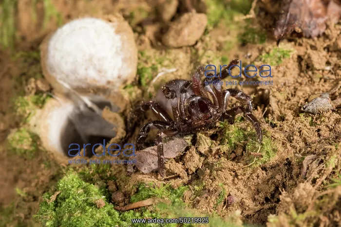 : Huge adult female of Moggridges trapdoor spider (Cteniza moggridgei) in defensive posture defending burrow, Liguria, Italy : Huge adult female of Moggridges trapdoor spider (Cteniza moggridgei) in defensive posture defending burrow, Liguria, Italy