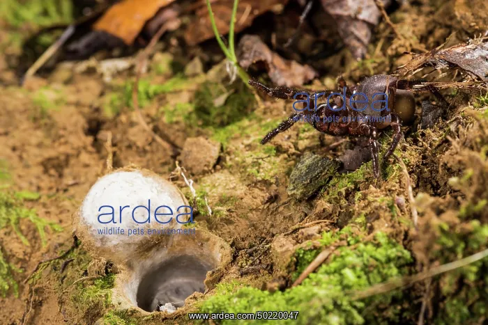 : Huge adult female of Moggridges trapdoor spider (Cteniza moggridgei) in defensive posture defending burrow, Liguria, Italy : Huge adult female of Moggridges trapdoor spider (Cteniza moggridgei) in defensive posture defending burrow, Liguria, Italy