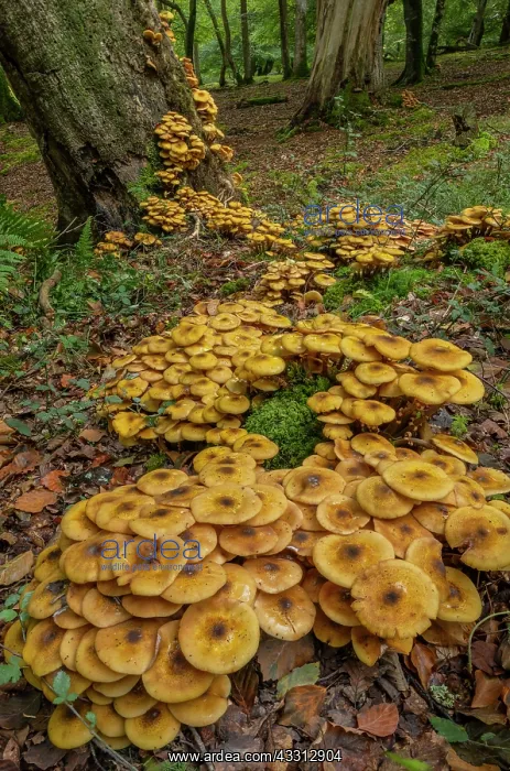 : Huge clumps of Honey fungus, Armillaria mellea : Huge clumps of Honey fungus, Armillaria mellea