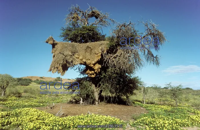 : Huge communal nest of Sociable Weavers in a Camelthorn : Huge communal nest of Sociable Weavers in a Camelthorn