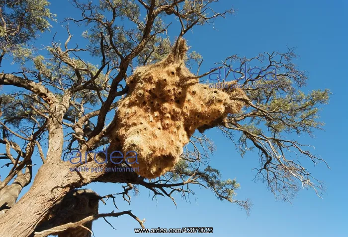 : Huge communal nest of Sociable Weavers in a Camelthorn : Huge communal nest of Sociable Weavers in a Camelthorn