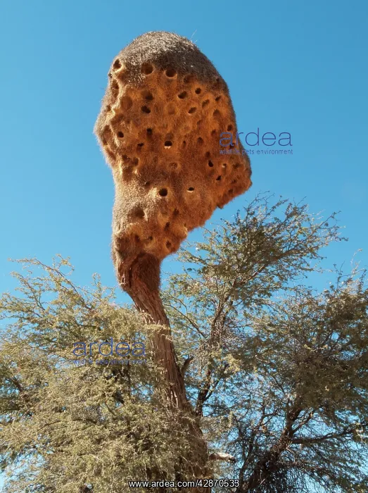 : Huge communal nest of Sociable Weavers - in a Camelthorn : Huge communal nest of Sociable Weavers - in a Camelthorn