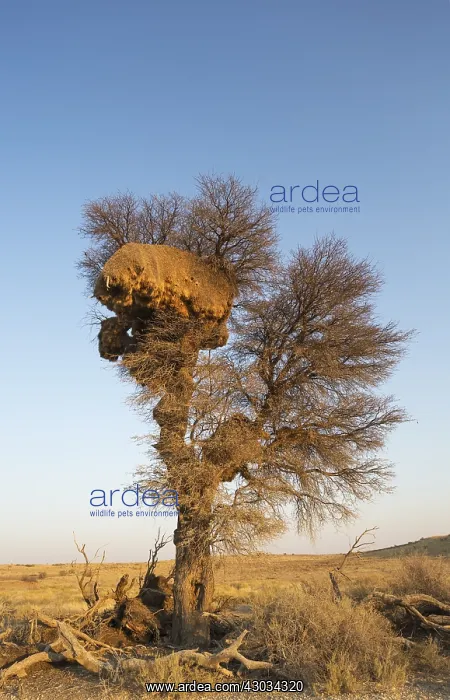 : Huge communal nest of Sociable Weavers in a camelthorn : Huge communal nest of Sociable Weavers in a camelthorn