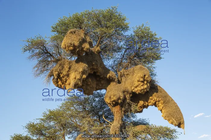 : Huge communal nest of Sociable Weavers in a camelthorn : Huge communal nest of Sociable Weavers in a camelthorn