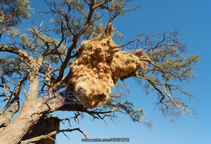 : Huge communal nest of Sociable Weavers in a Camelthorn : Huge communal nest of Sociable Weavers in a Camelthorn