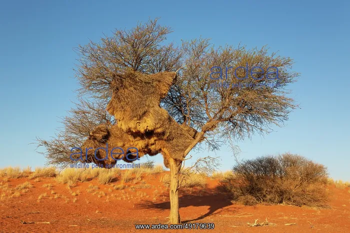 : Huge communal nest of Sociable Weavers (Philetairus socius) in a camelthorn tree (Vachellia erioloba) : Huge communal nest of Sociable Weavers (Philetairus socius) in a camelthorn tree (Vachellia erioloba)