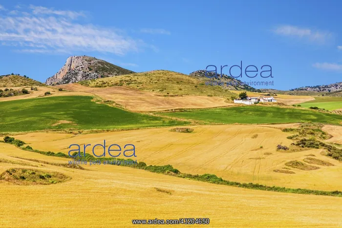 : Huge cornfields, landscapes in Andalusia, Andalusia : Huge cornfields, landscapes in Andalusia, Andalusia