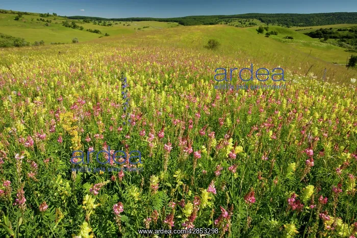 : Huge flowery Transylvanian grasslands, with yellow : Huge flowery Transylvanian grasslands, with yellow
