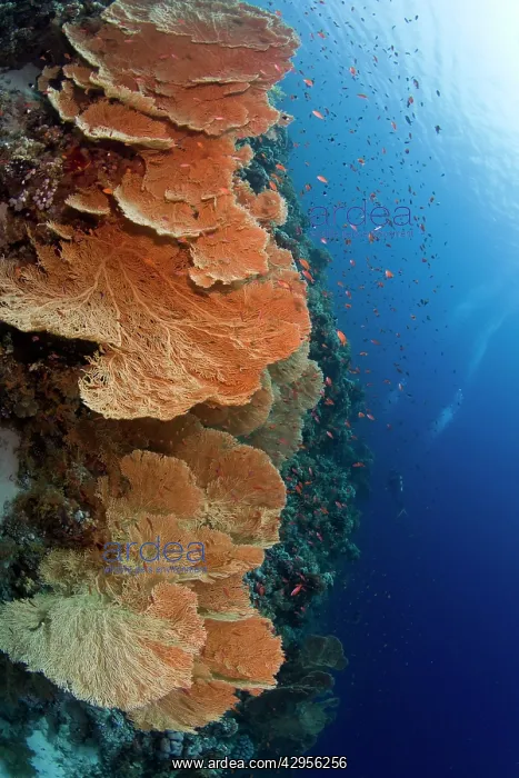  : Huge Gorgonian Sea Fans