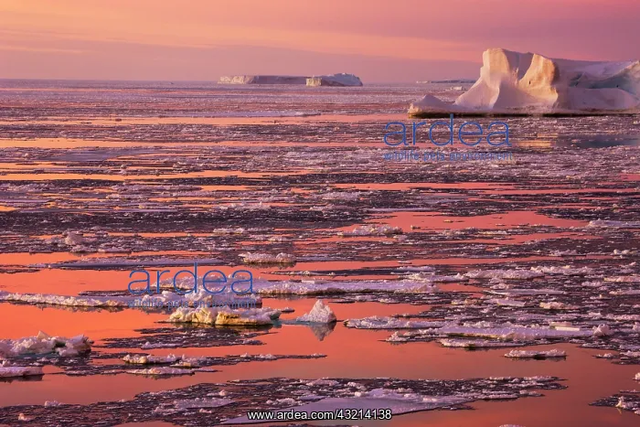 : Huge iceberg and ice floes in the ocean : Huge iceberg and ice floes in the ocean