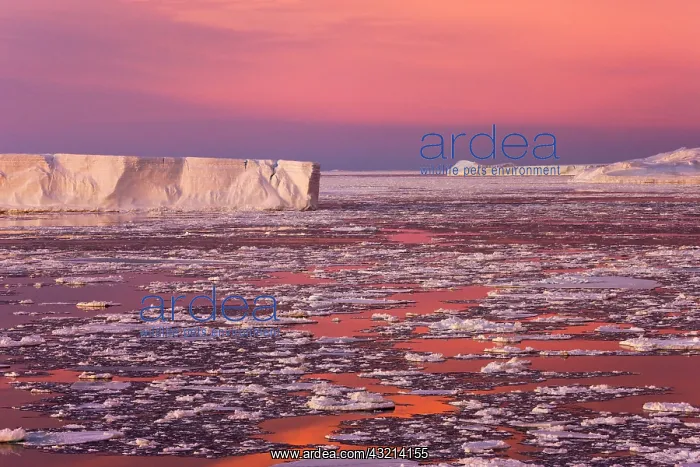  : Huge iceberg and ice floes in the ocean