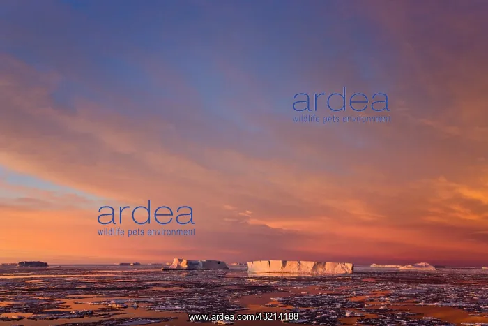 : Huge iceberg and ice floes in the ocean : Huge iceberg and ice floes in the ocean