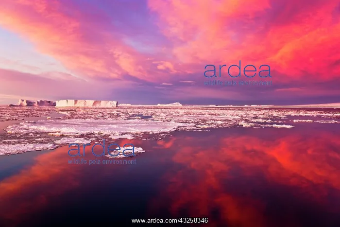 : Huge iceberg and ice floes in the ocean : Huge iceberg and ice floes in the ocean